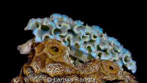 Lettuce Leaf Sea Slug (Elysia crispate), Bonaire by Larissa Roorda 